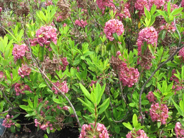 Sheep Laurel (Kalmia Angustifolia) — Come late spring to early summer, it bursts into bloom with clusters of small, cup-shaped flowers; rounded mound that adds