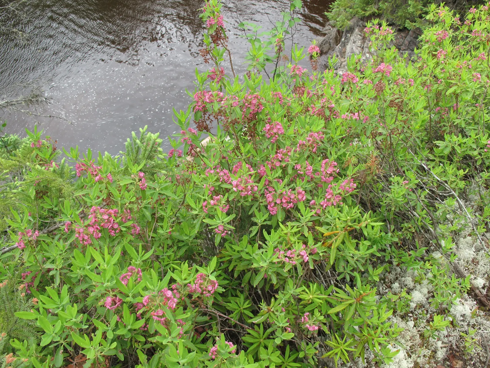 Sheep Laurel (Kalmia Angustifolia) — shrub with purple and red blooms; the Sheep Laurel creates a dense