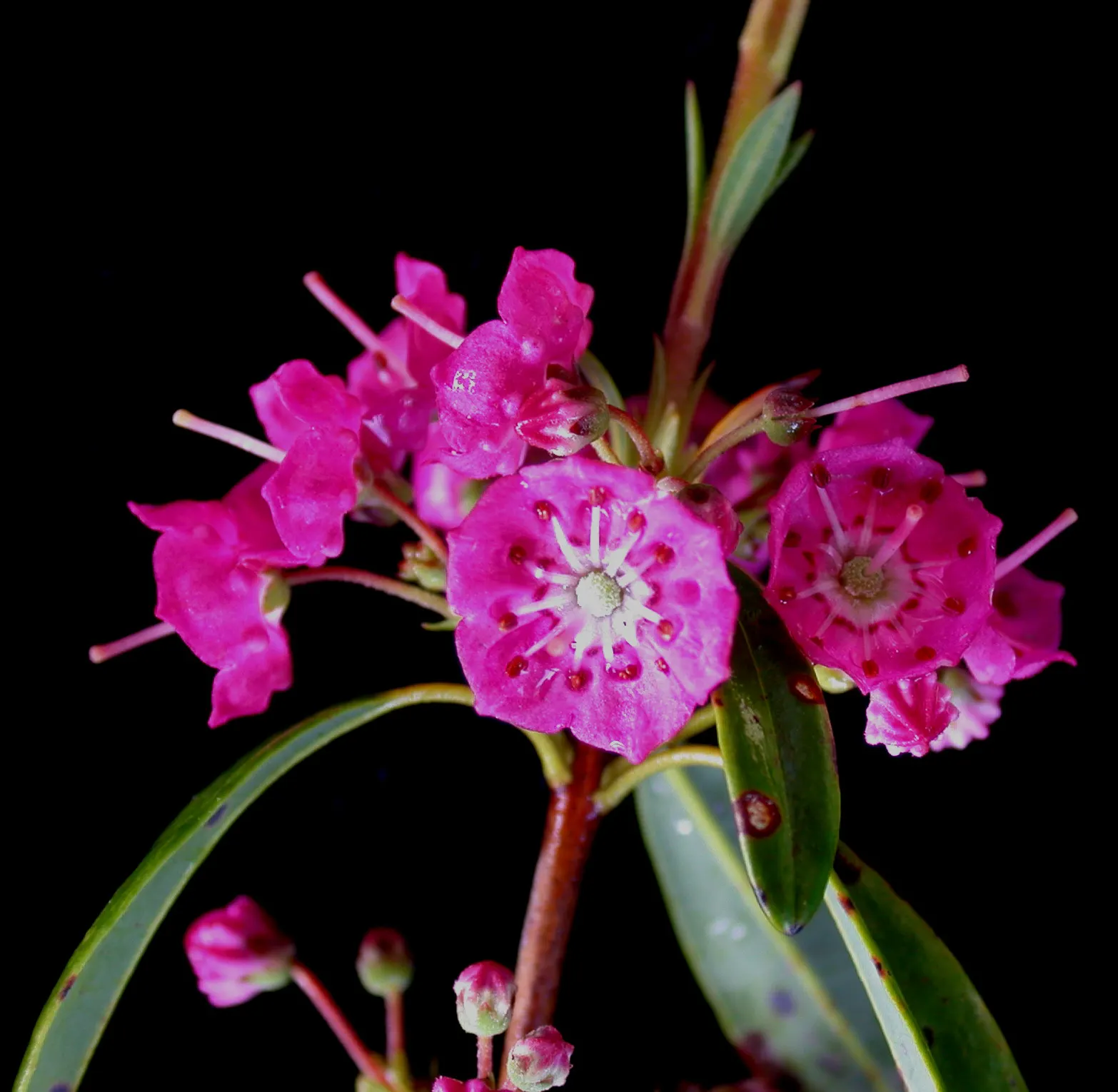 Sheep Laurel (Kalmia Angustifolia) — Come late spring to early summer, it bursts into bloom with clusters of small, cup-shaped flowers