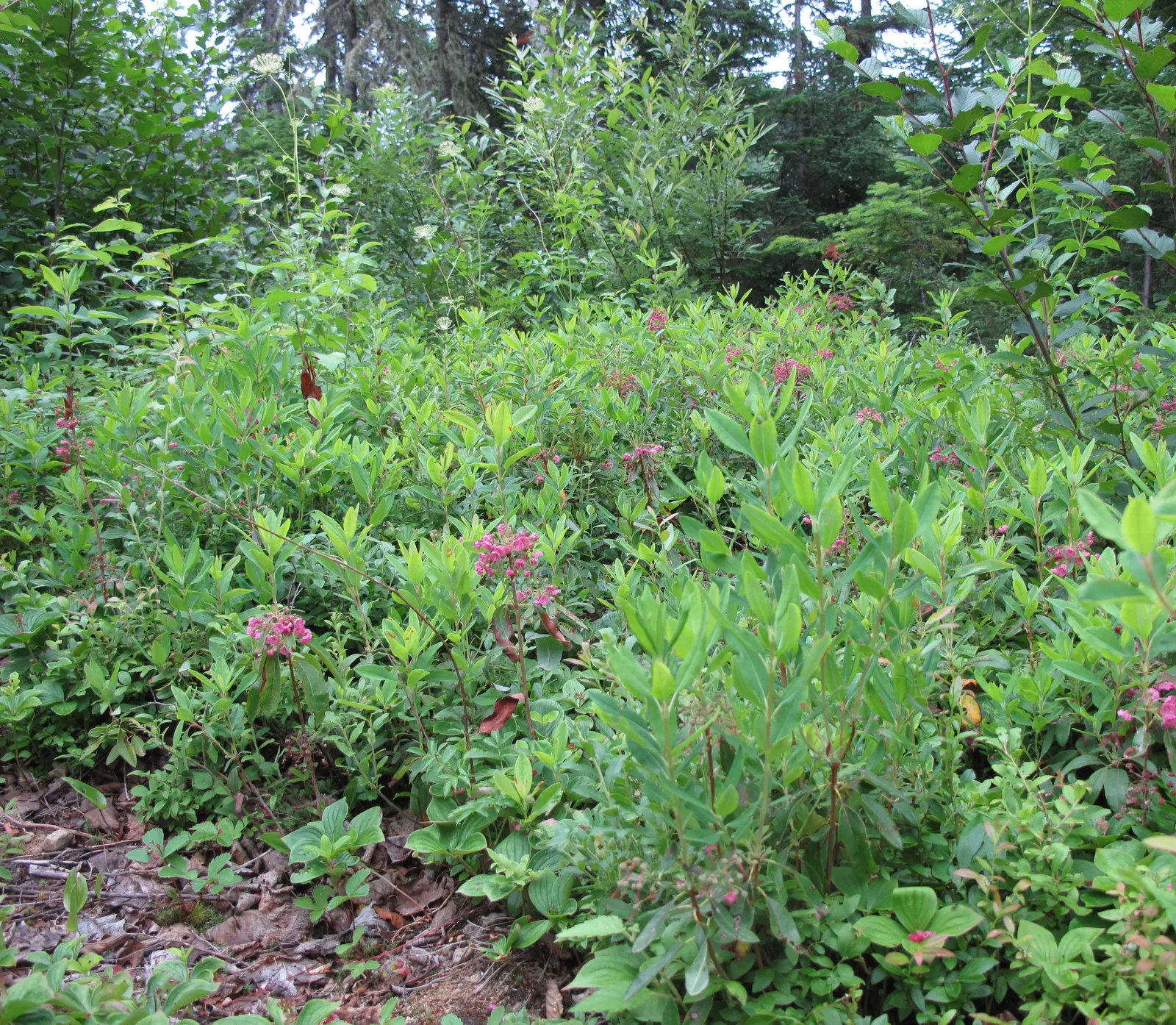 Sheep Laurel (Kalmia Angustifolia) — It reaches a mature height of 2-3 feet with a similar spread; it's a perfect candidate for rock gardens or as, image 53