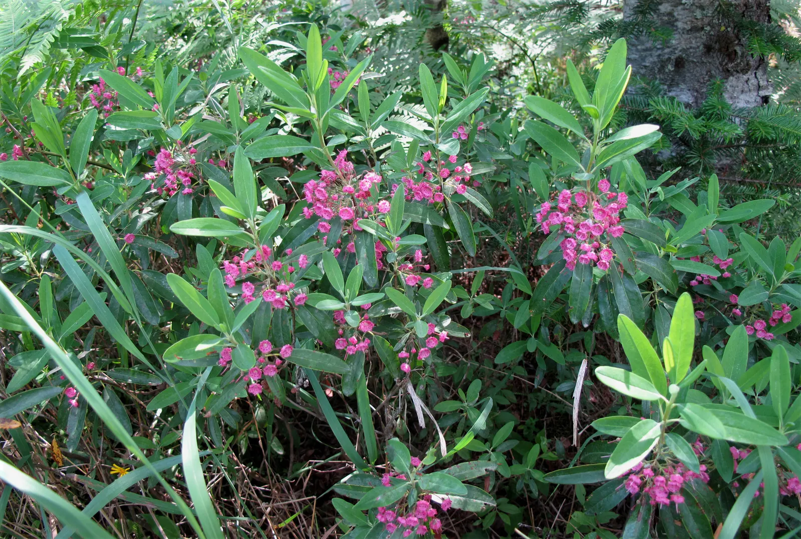 Sheep Laurel (Kalmia Angustifolia) — showing profound resilience in colder climates.<br><br>Distinctive for its narrow