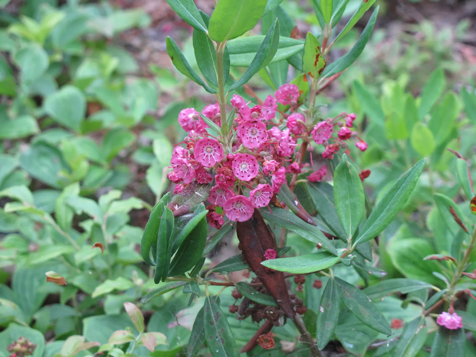 Sheep Laurel (Kalmia Angustifolia) — This hardy species thrives in USDA zones 4 through 9; caution: all parts are toxic if ingested, image 62