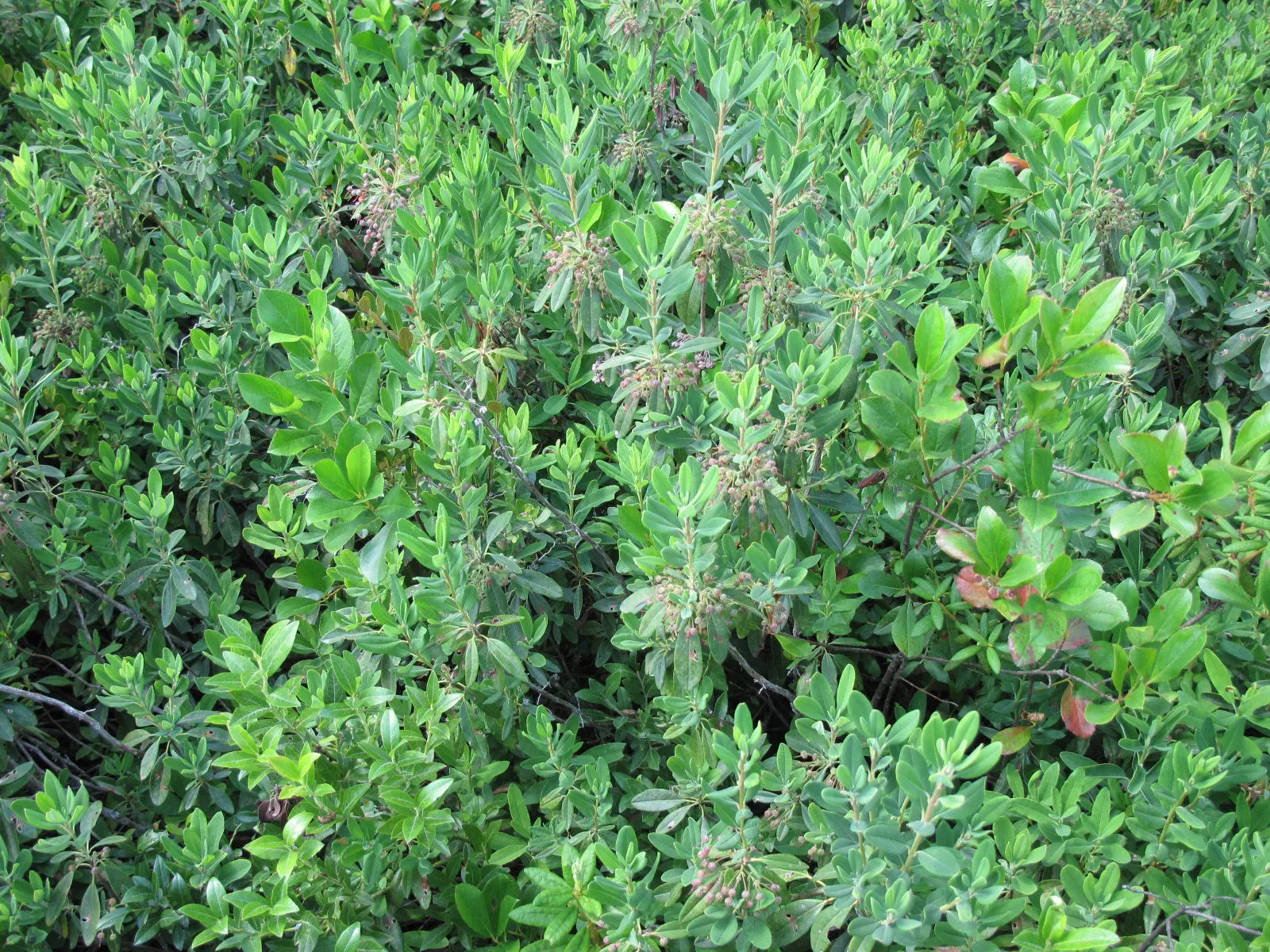 Sheep Laurel (Kalmia Angustifolia) — The plant thrives in acidic, well-drained soil and prefers partial shade