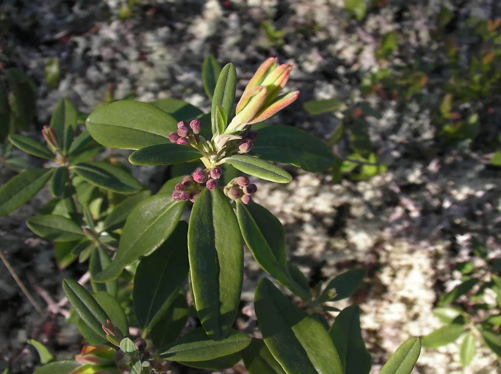 Sheep Laurel (Kalmia Angustifolia) — The plant thrives in acidic, well-drained soil and prefers partial shade; scientifically known as Kalmia angustifolia