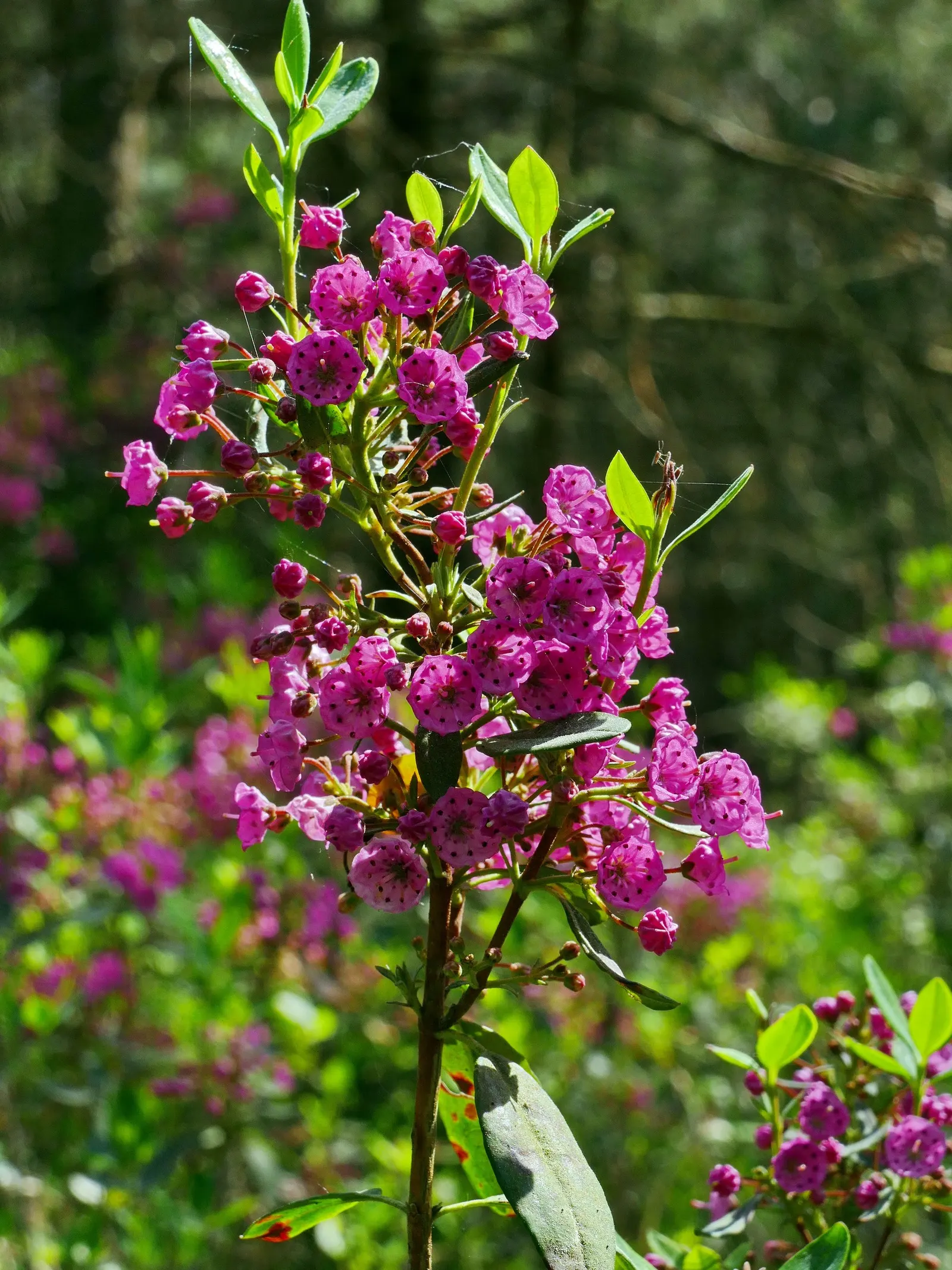 Sheep Laurel (Kalmia Angustifolia) — renowned for its stunning floral display and compact growth habit; generally achieving a mature height of 2 to 3 feet and