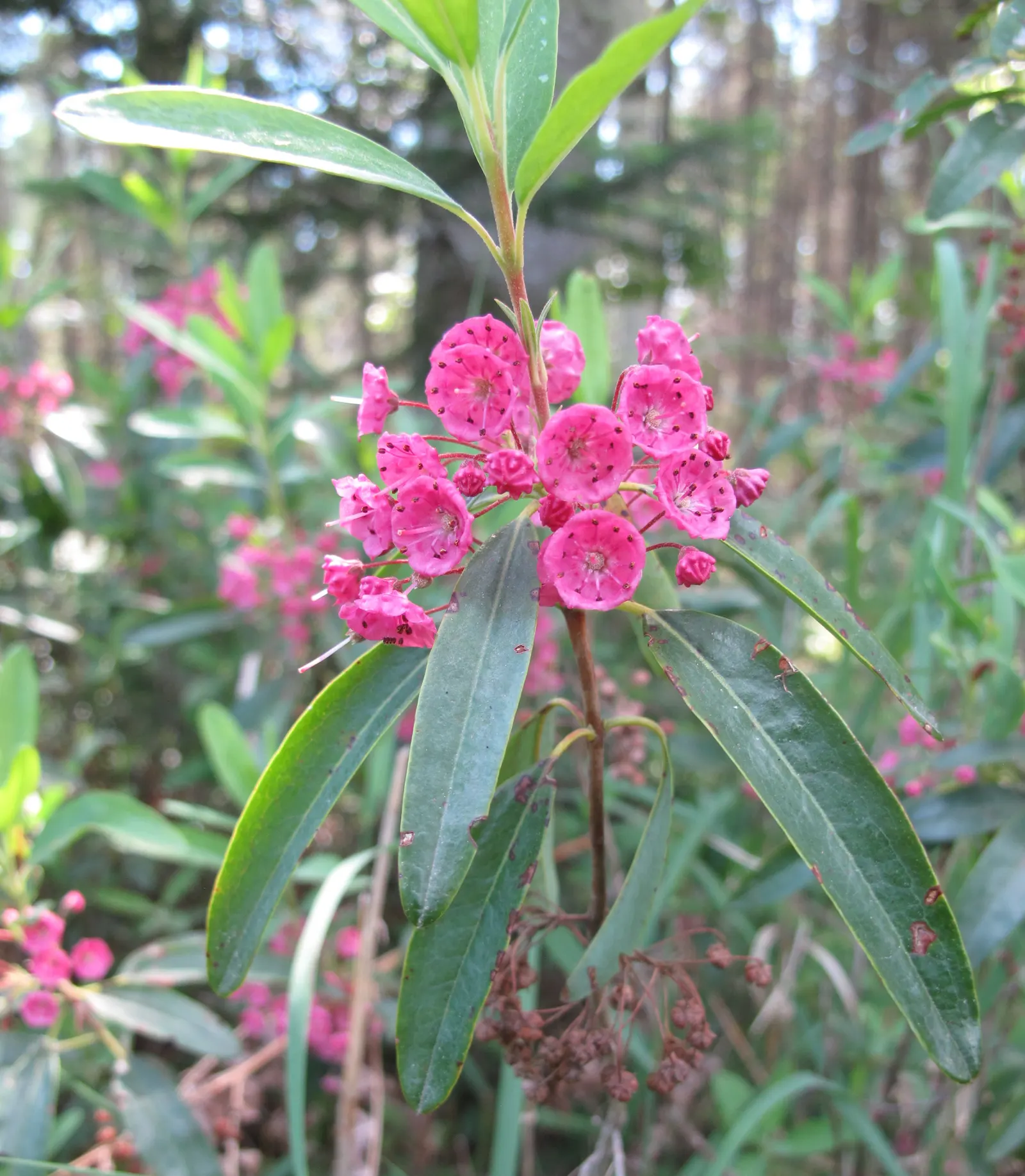 Sheep Laurel (Kalmia Angustifolia) — In late spring to early summer, it boasts clusters of vibrant pink flowers; shrub for full or half, image 54