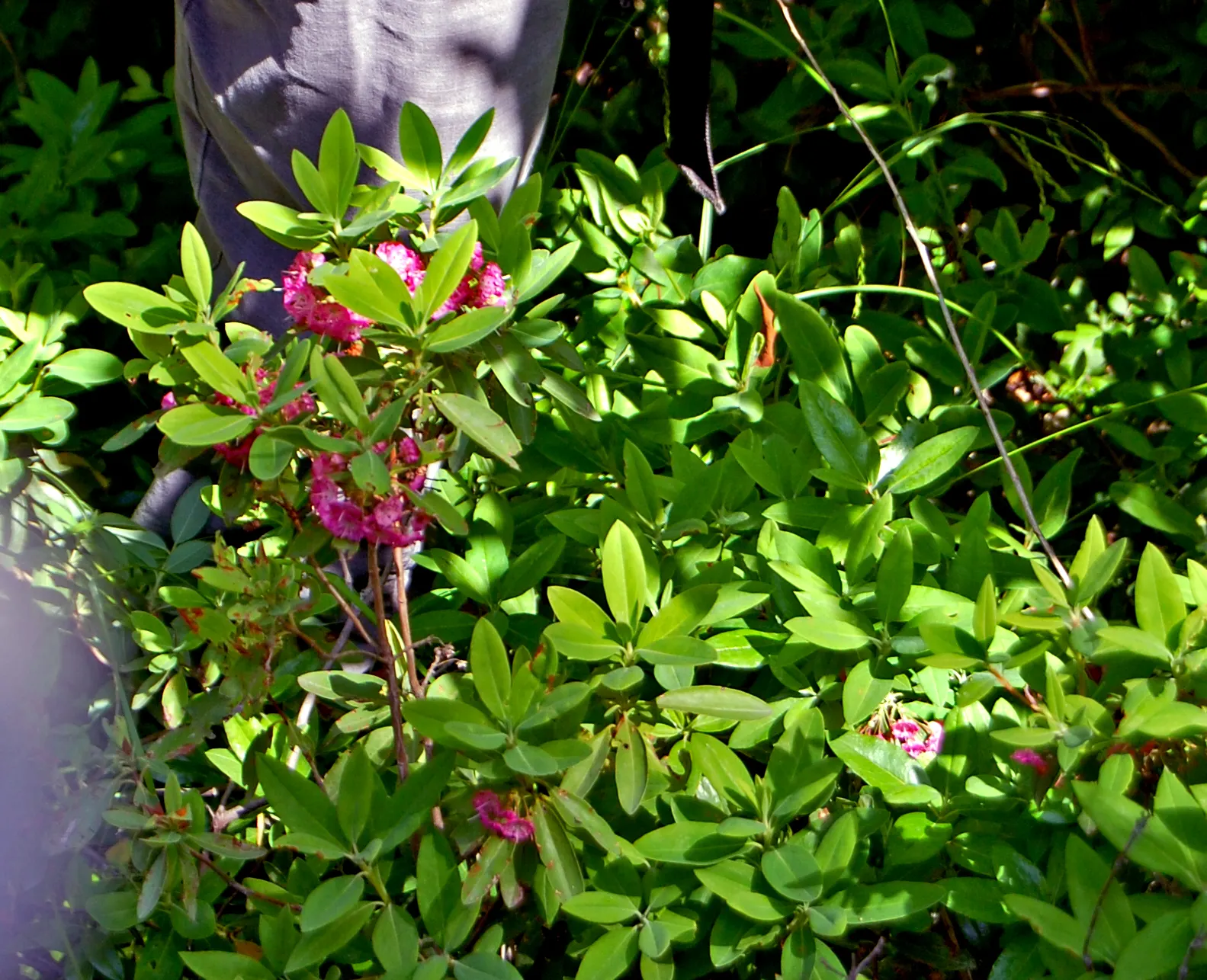 Sheep Laurel (Kalmia Angustifolia) — so plan placement accordingly and inform clients of this characteristic; this hardy species thrives in USDA zones 4