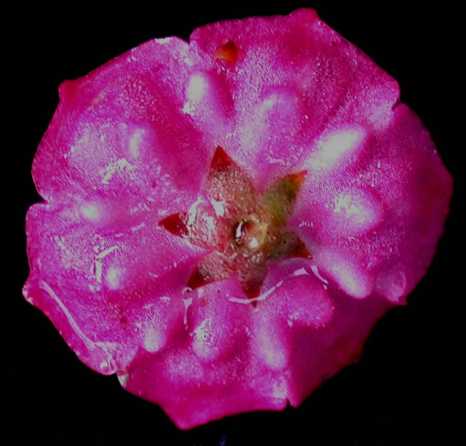 Sheep Laurel (Kalmia Angustifolia) — it is an ideal plant for small garden spaces or as part of a mixed border in larger designs; shrub with purple, image 61