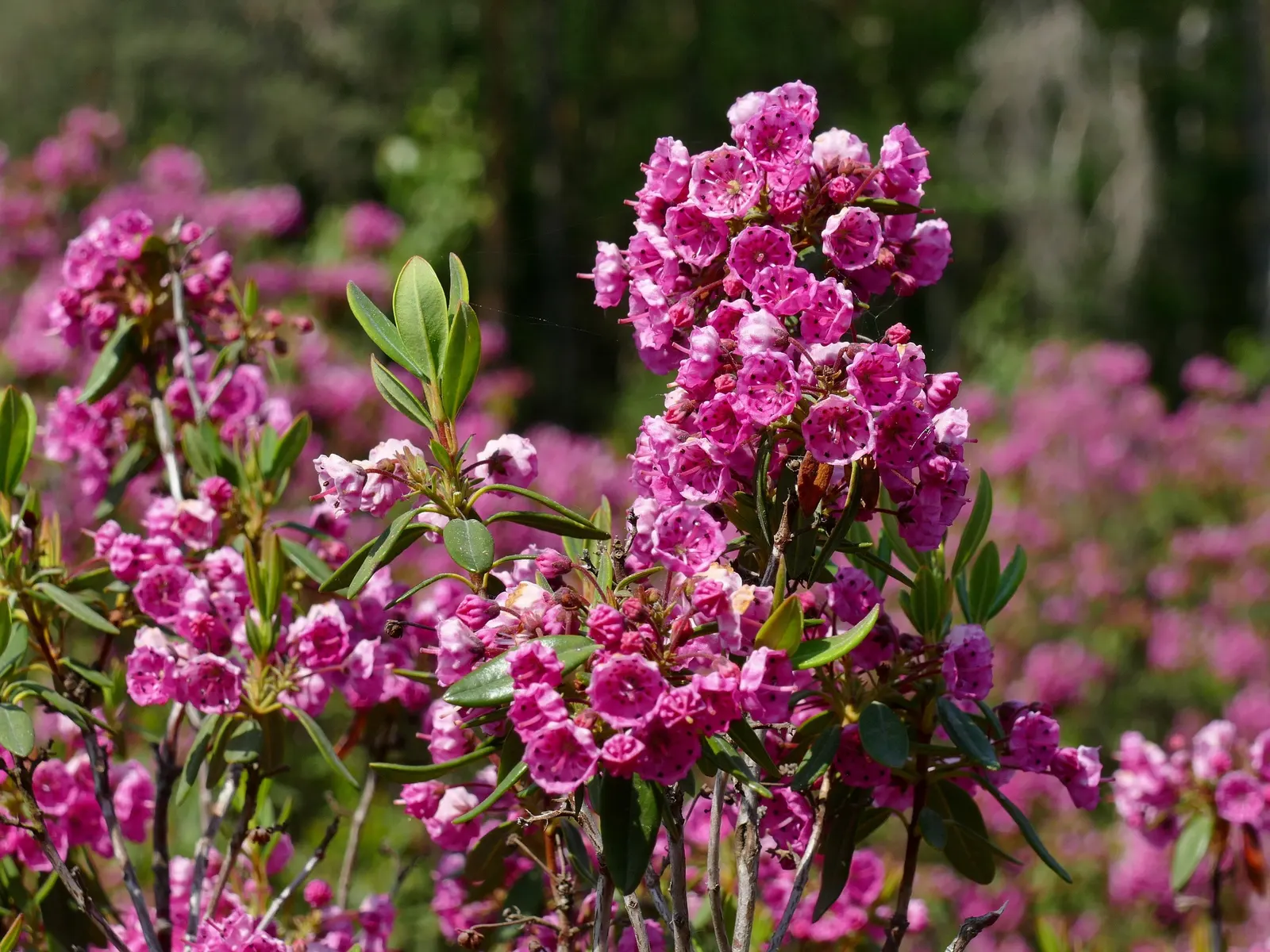 Sheep Laurel (Kalmia Angustifolia) — scientifically known as Kalmia angustifolia; the Sheep Laurel offers a low-maintenance option