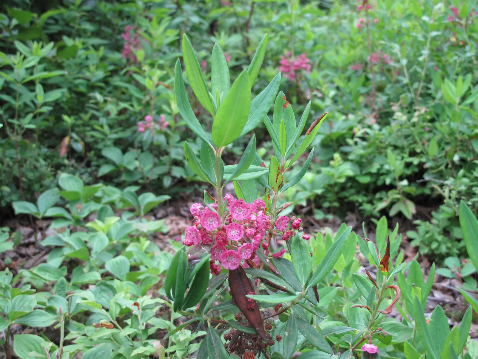 Sheep Laurel (Kalmia Angustifolia) — The Sheep Laurel offers a low-maintenance option; be mindful that all parts of the plant are toxic if ingested
