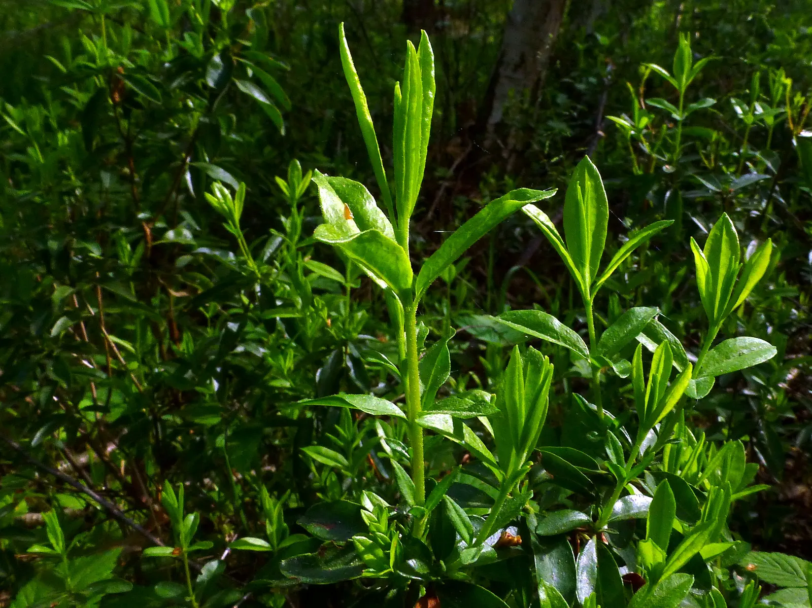Sheep Laurel (Kalmia Angustifolia) — showing profound resilience in colder climates.<br><br>Distinctive for its narrow, image 38