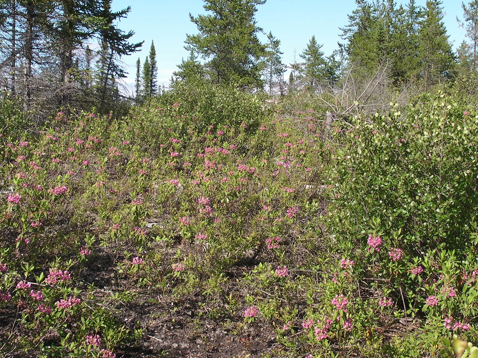 Sheep Laurel (Kalmia Angustifolia) — shrub with purple and red blooms
