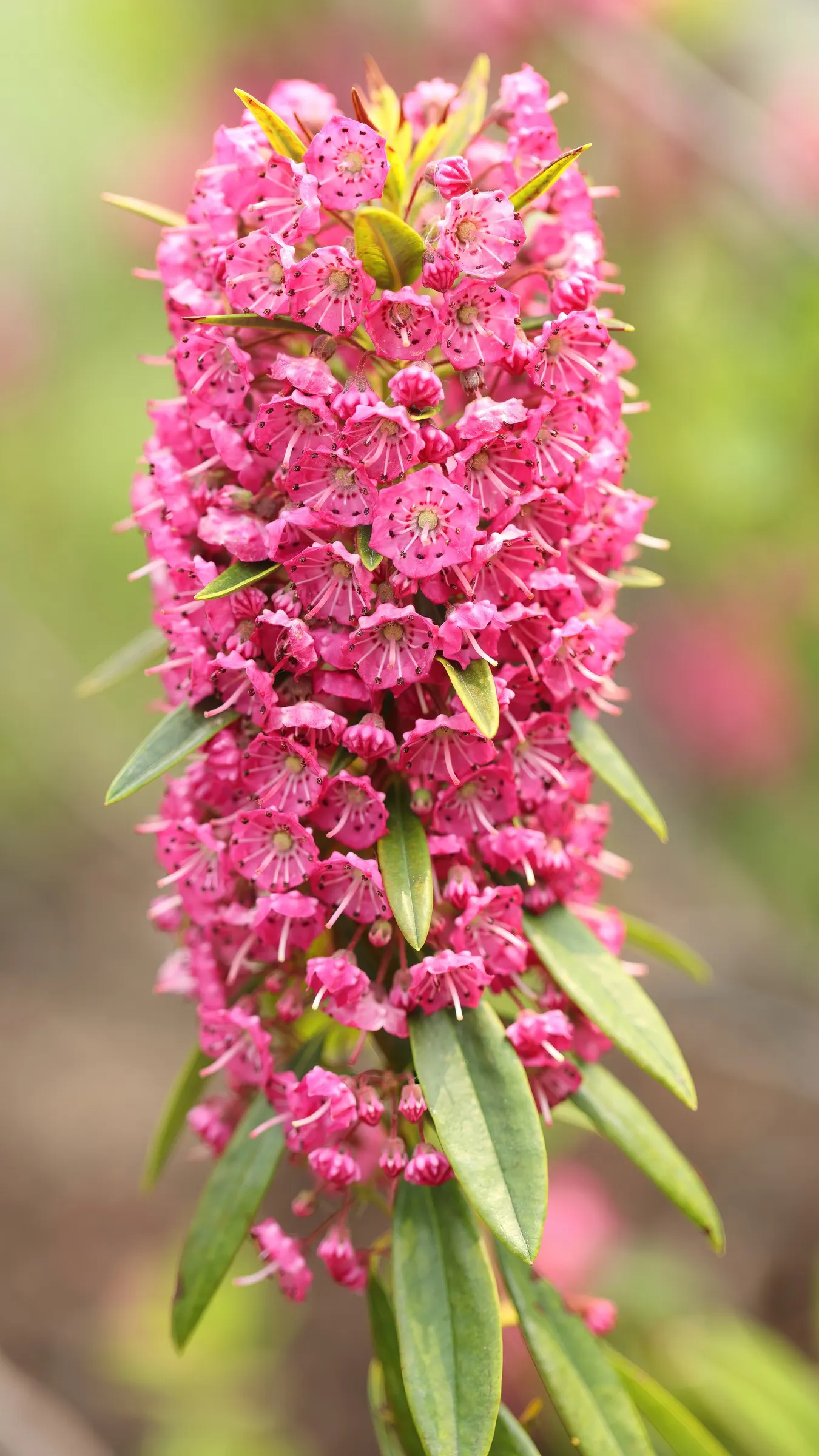 Sheep Laurel (Kalmia Angustifolia) — evergreen shrub native to North American bogs and pine barrens; it is an ideal plant for small garden spaces or as part of