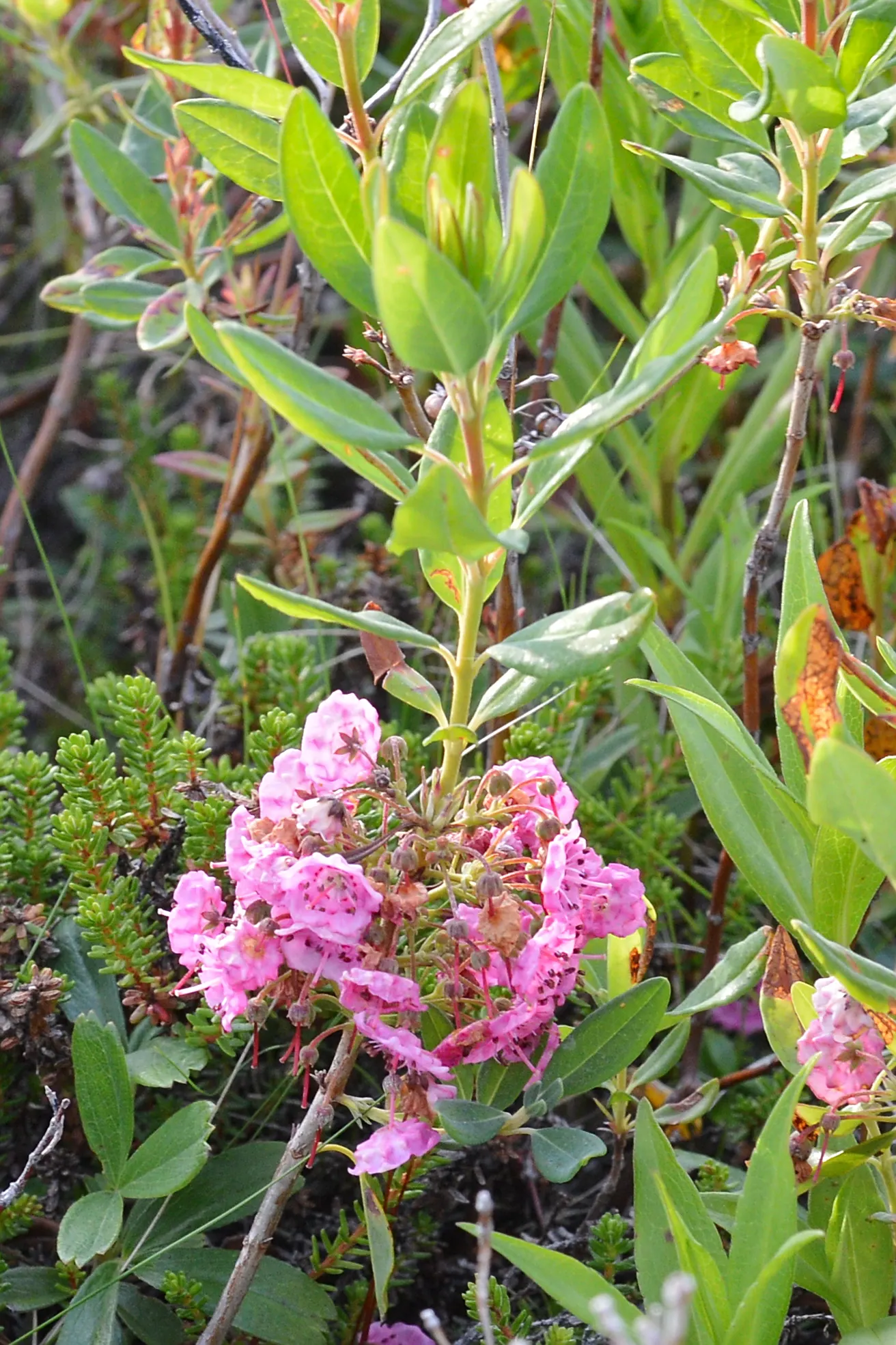 Sheep Laurel (Kalmia Angustifolia) — requiring minimal pruning solely to maintain desired shape or remove damaged growth