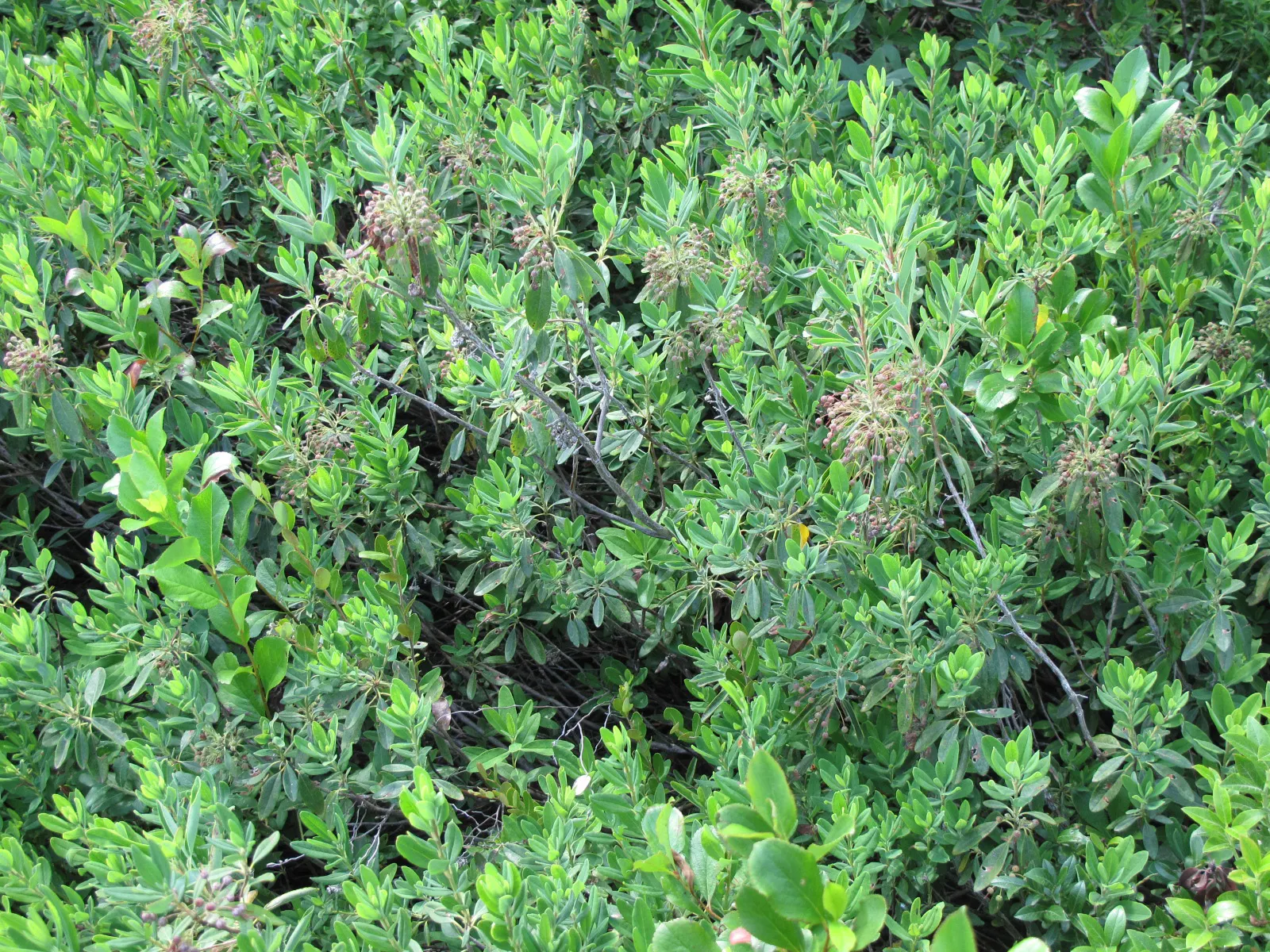 Sheep Laurel (Kalmia Angustifolia) — which measure up to 2 to 5 inches in length and boast a rich; so plan placement accordingly and inform clients, image 64