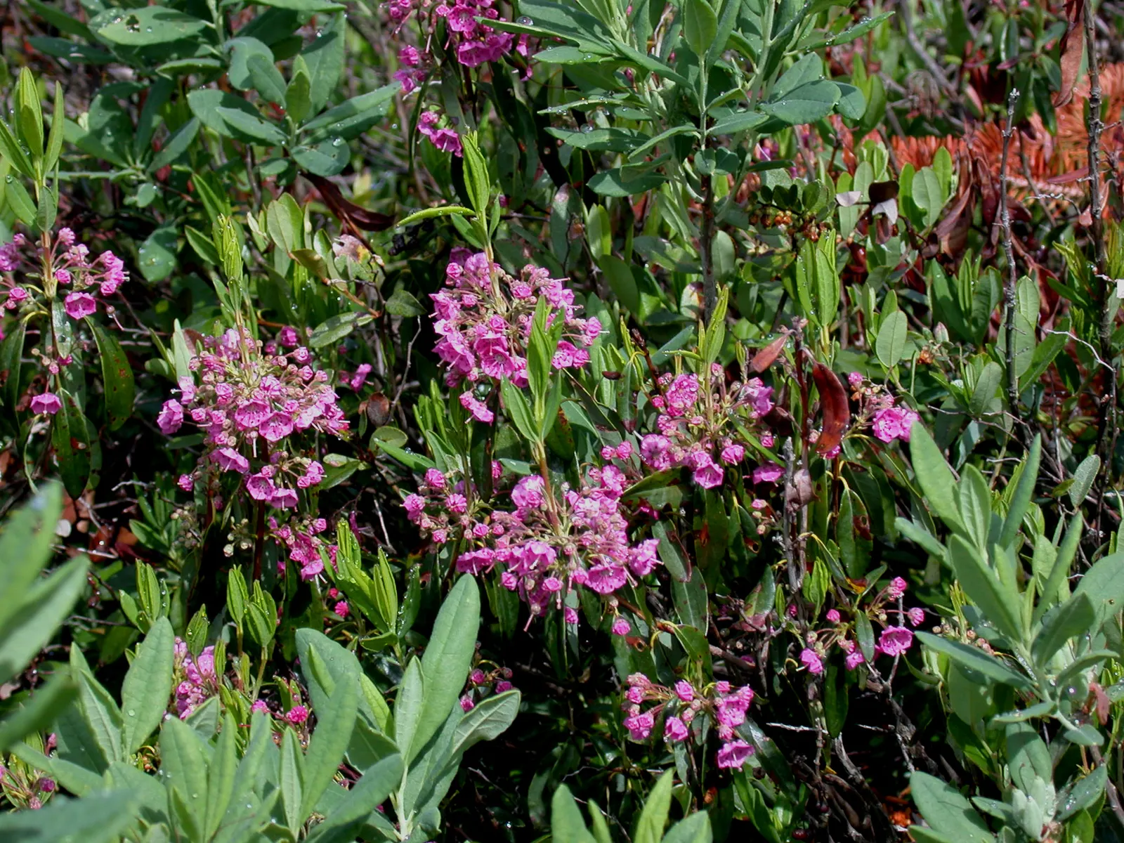Sheep Laurel (Kalmia Angustifolia) — Caution: all parts are toxic if ingested