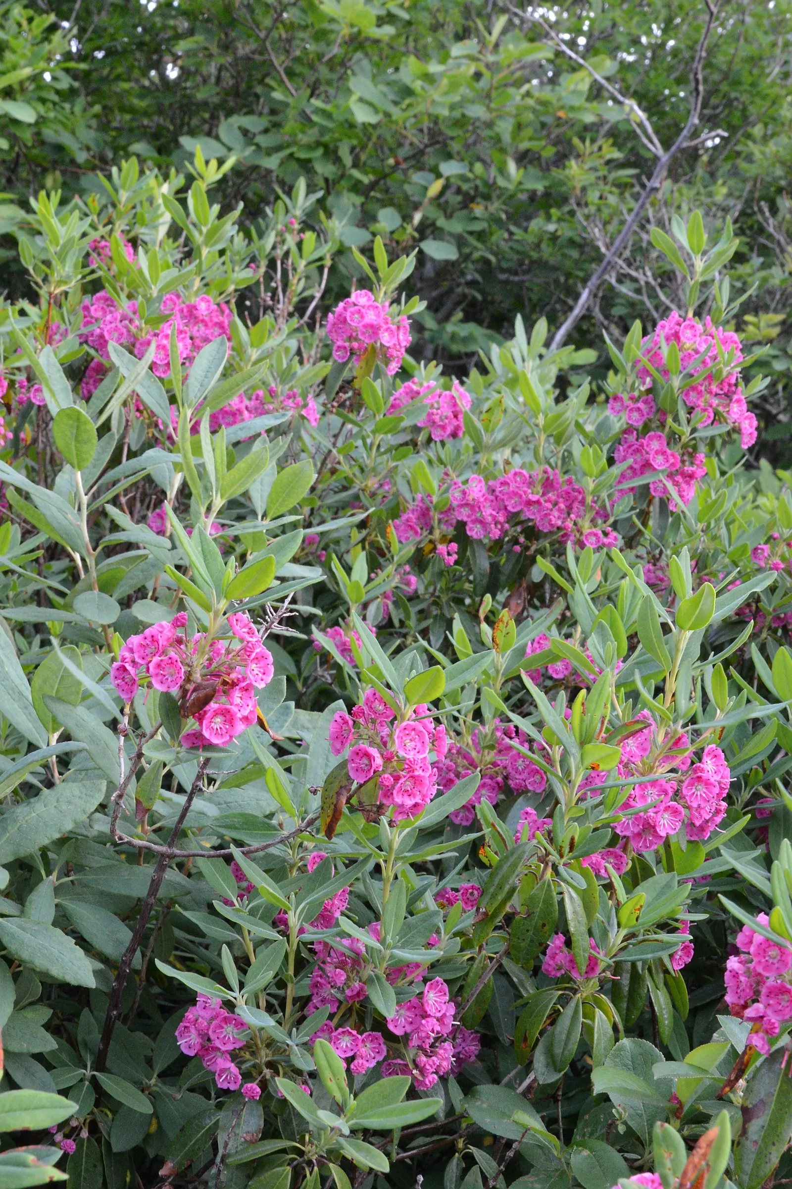 Sheep Laurel (Kalmia Angustifolia) — Be mindful that all parts of the plant are toxic if ingested