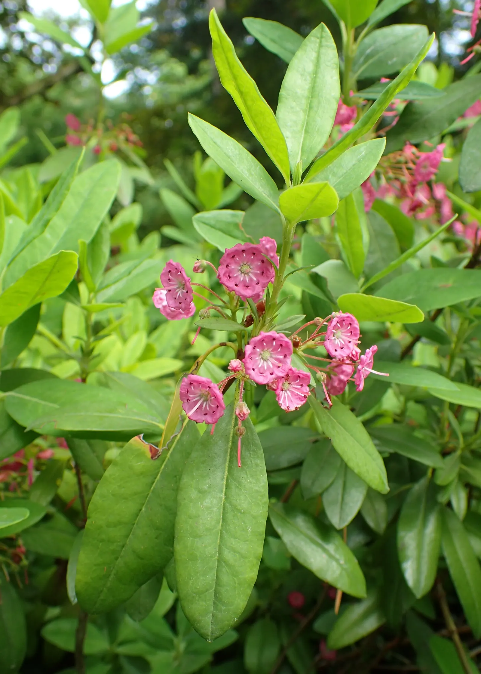 Sheep Laurel (Kalmia Angustifolia) — rounded mound that adds structure and year-round interest; renowned for its stunning floral display and compact growth