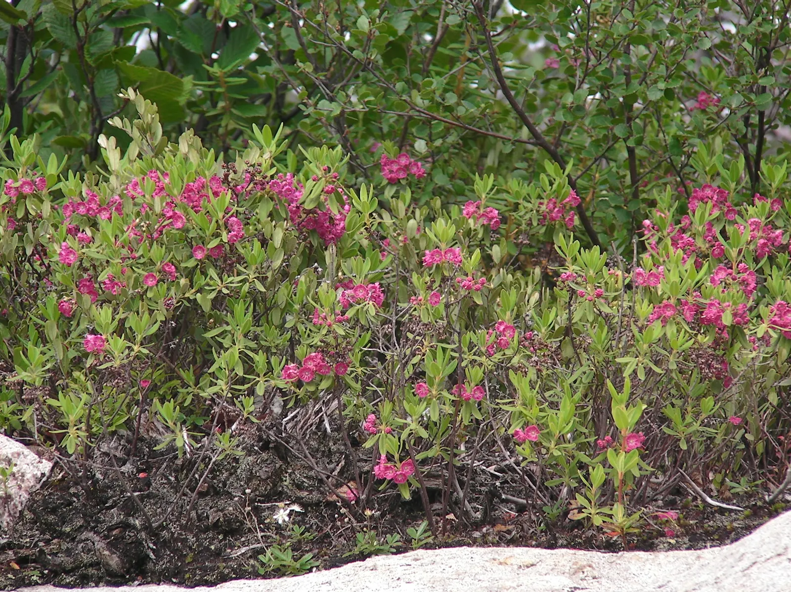 Sheep Laurel (Kalmia Angustifolia) — It reaches a mature height of 2-3 feet with a similar spread; it's a perfect candidate for rock gardens or as a companion