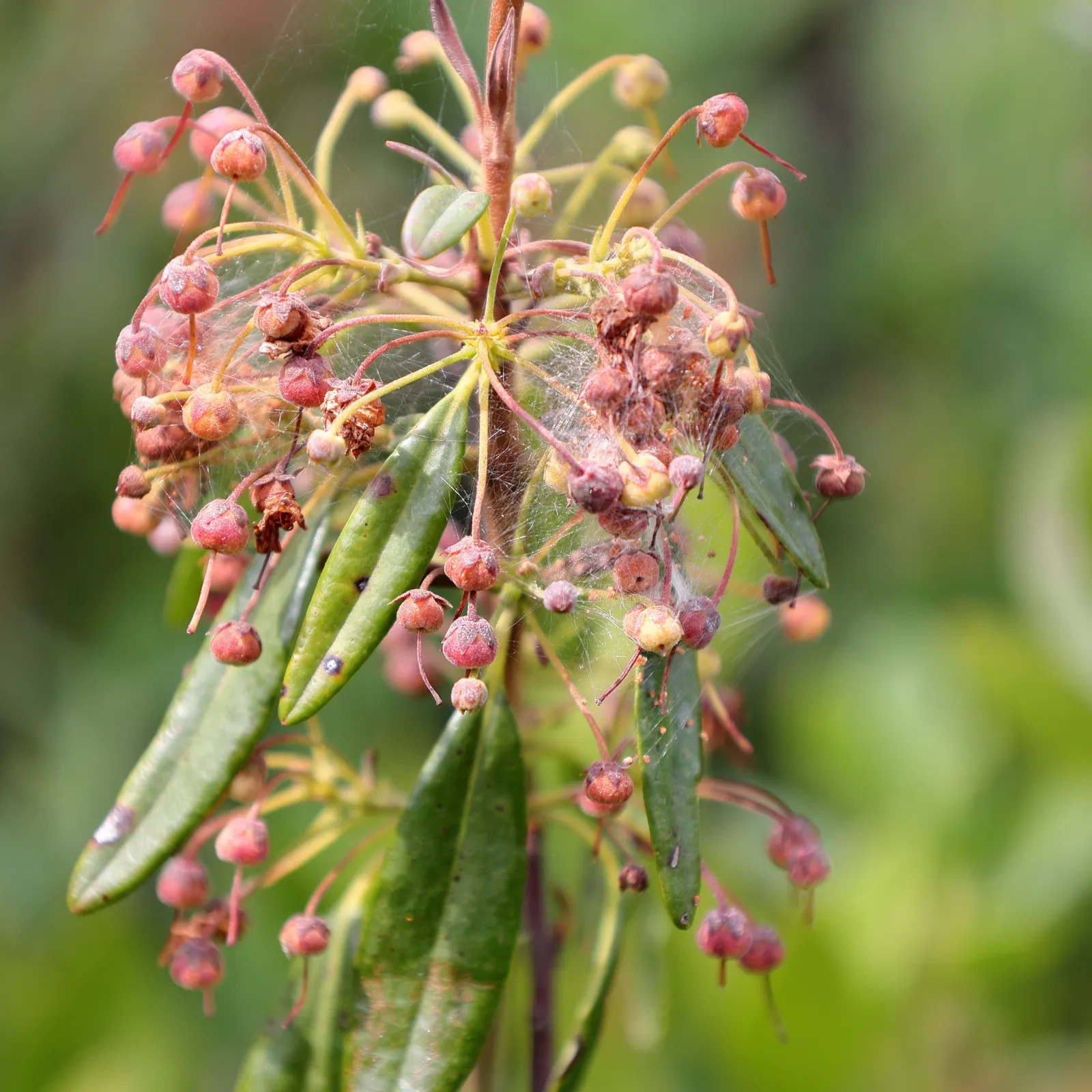 Sheep Laurel (Kalmia Angustifolia) — Generally achieving a mature height of 2 to 3 feet and a similar spread of 2 to 3 feet