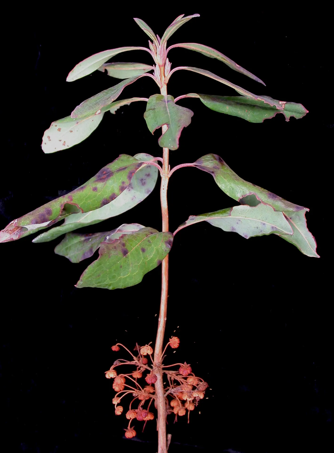 Sheep Laurel (Kalmia Angustifolia) — shrub for full or half
