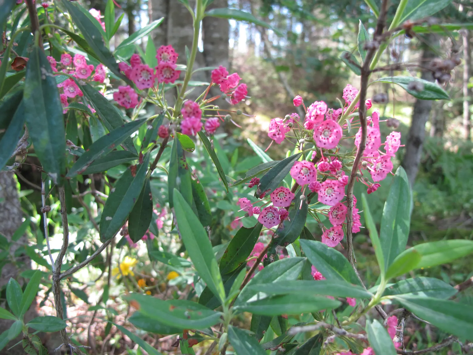 Sheep Laurel (Kalmia Angustifolia) — Caution: all parts are toxic if ingested; which measure up to 2 to 5 inches in length and boast a rich