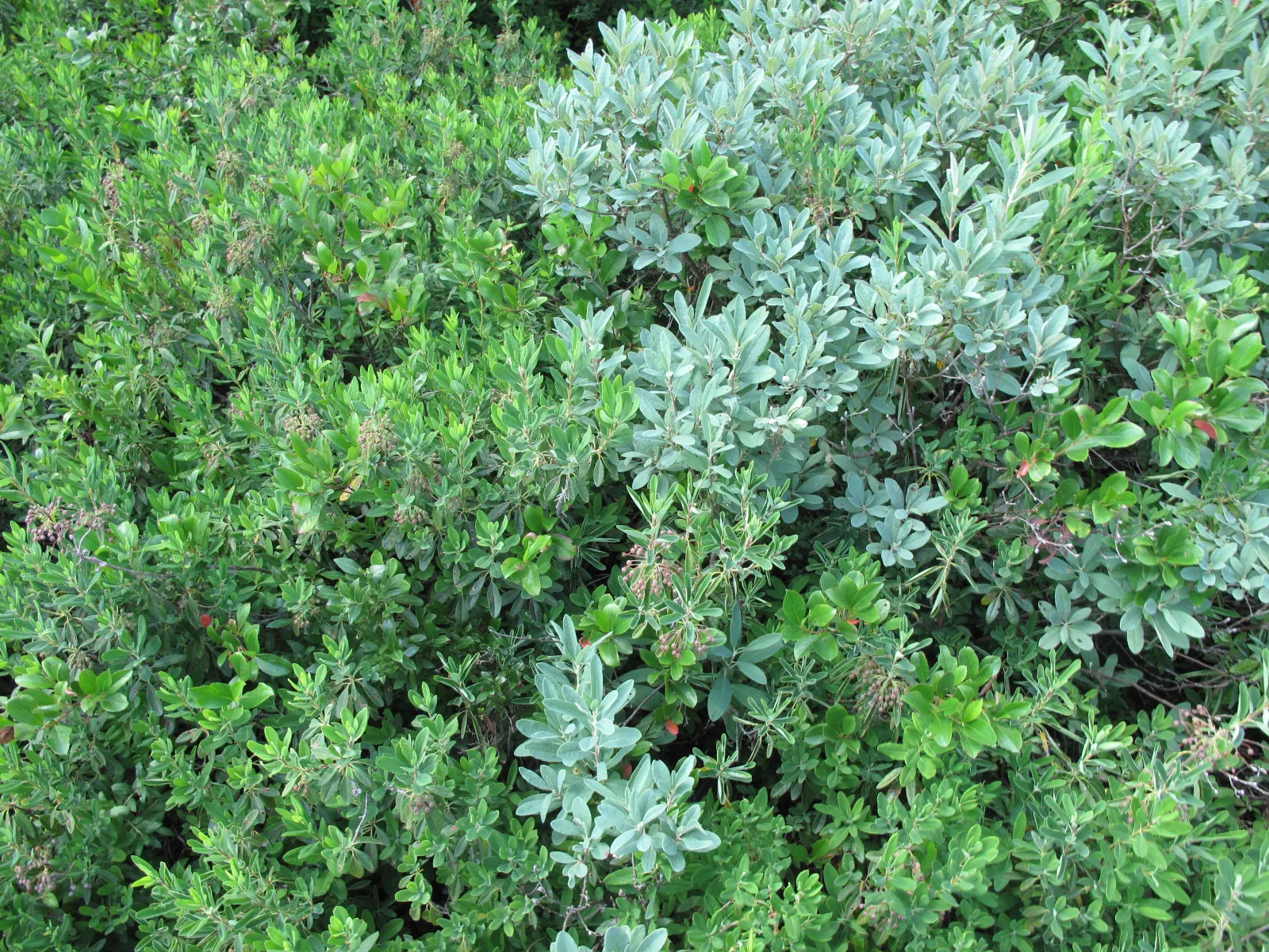Sheep Laurel (Kalmia Angustifolia) — Be mindful that all parts of the plant are toxic if ingested; the plant thrives in acidic, well-drained soil and prefers
