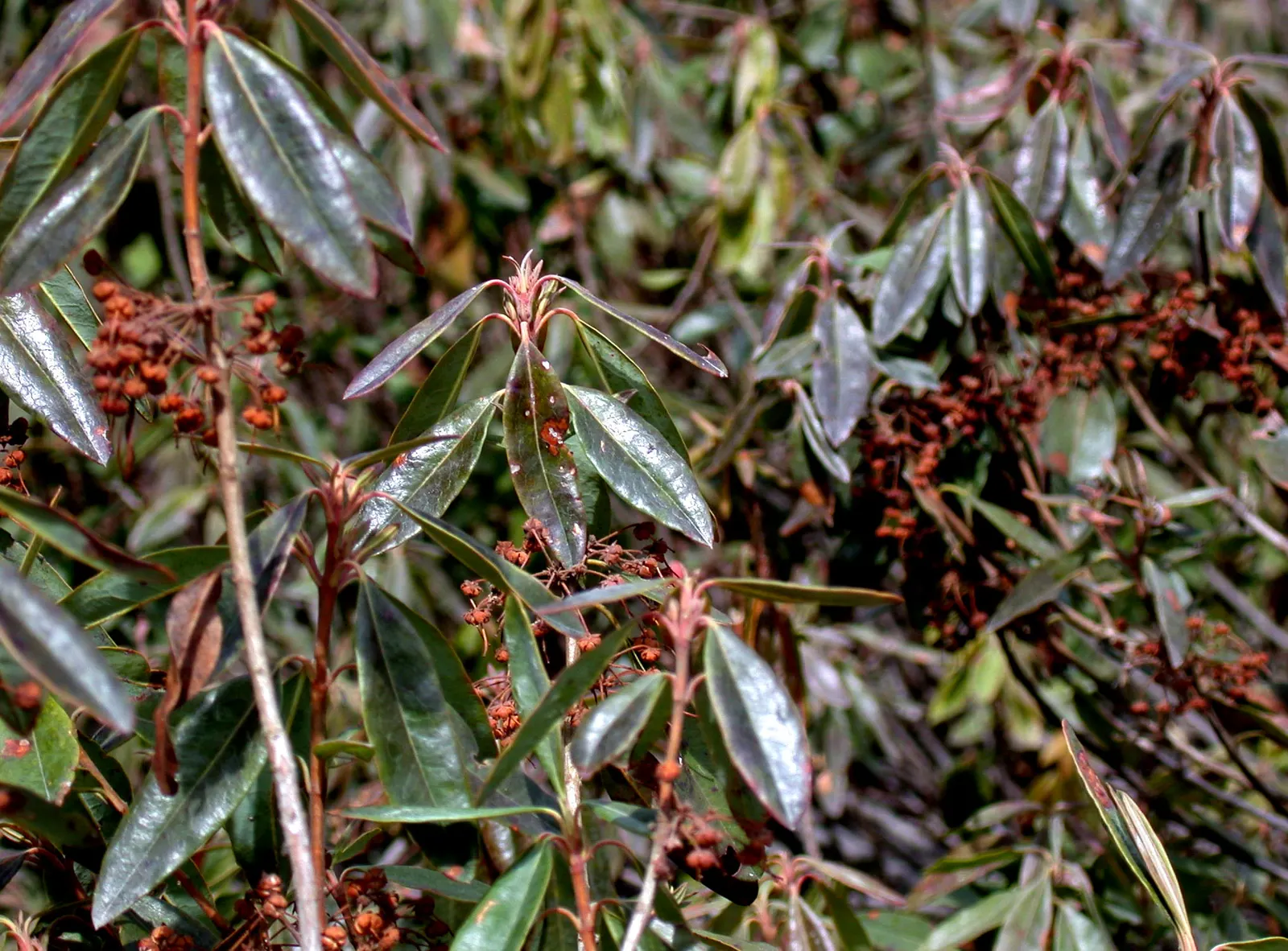Sheep Laurel (Kalmia Angustifolia) — which measure up to 2 to 5 inches in length and boast a rich