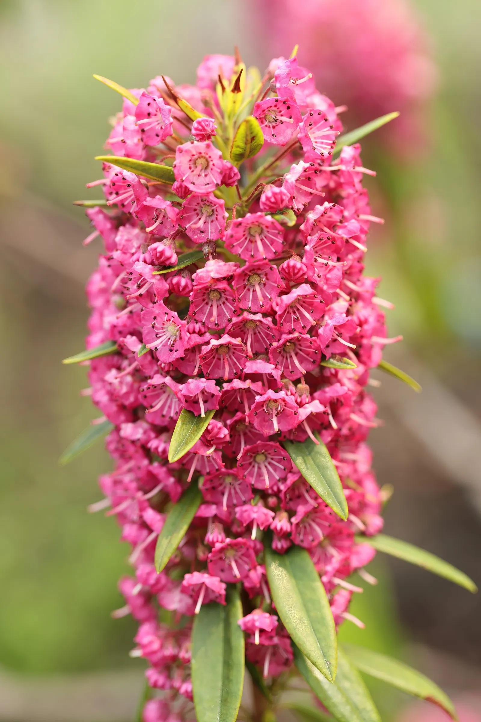 Sheep Laurel (Kalmia Angustifolia) — it's a perfect candidate for rock gardens or as a companion to rhododendrons and azaleas