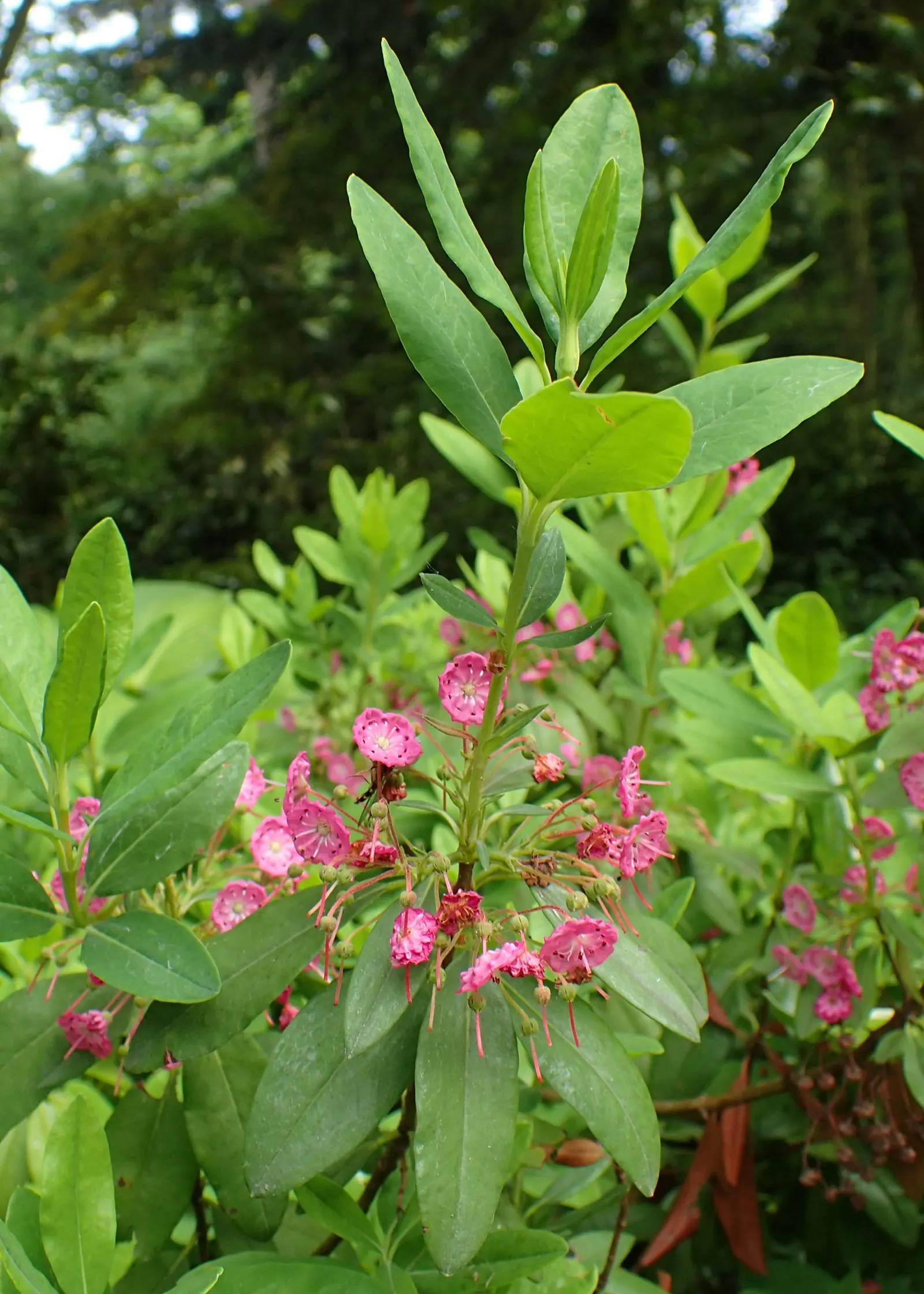 Sheep Laurel (Kalmia Angustifolia) — Caution: all parts are toxic if ingested; which measure up to 2 to 5 inches in length and boast a rich, image 56