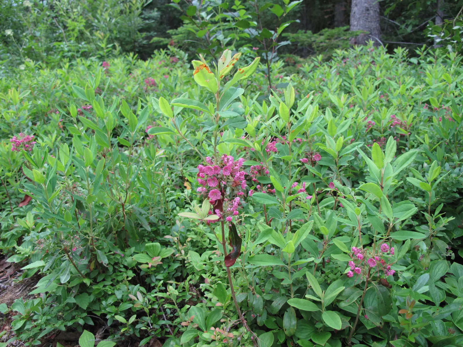 Sheep Laurel (Kalmia Angustifolia) — so plan placement accordingly and inform clients of this characteristic