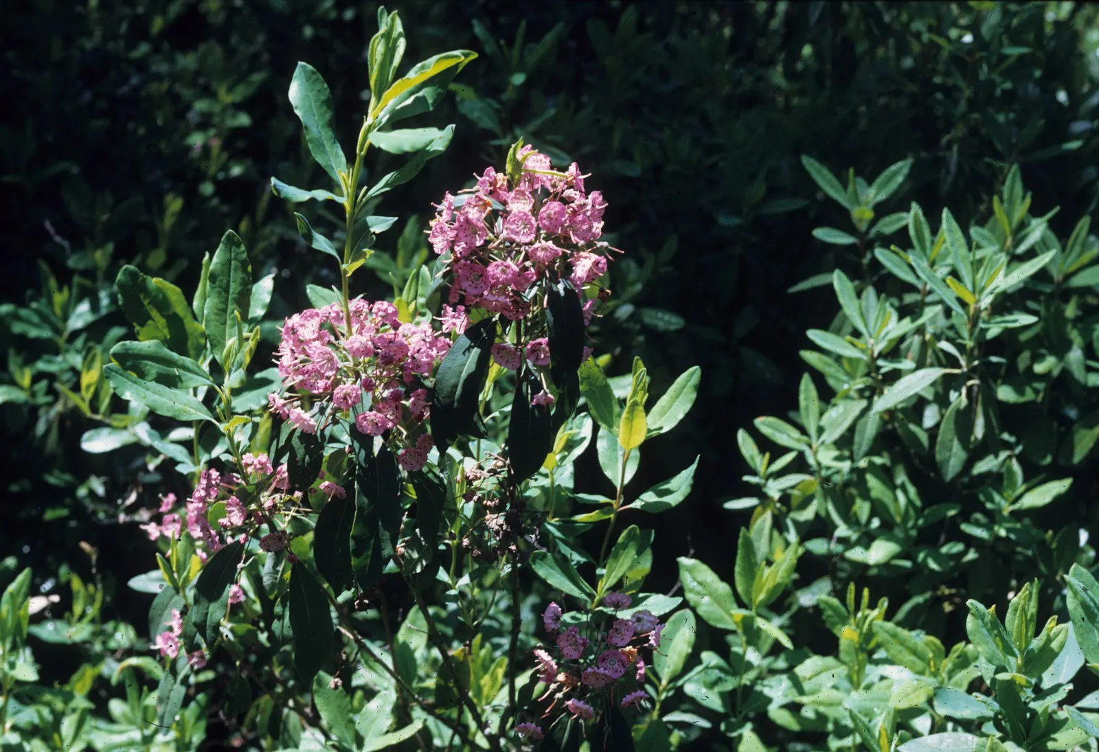 Sheep Laurel (Kalmia Angustifolia) — is an enchanting evergreen shrub native to North America; it reaches a mature height of 2-3 feet with a, image 58