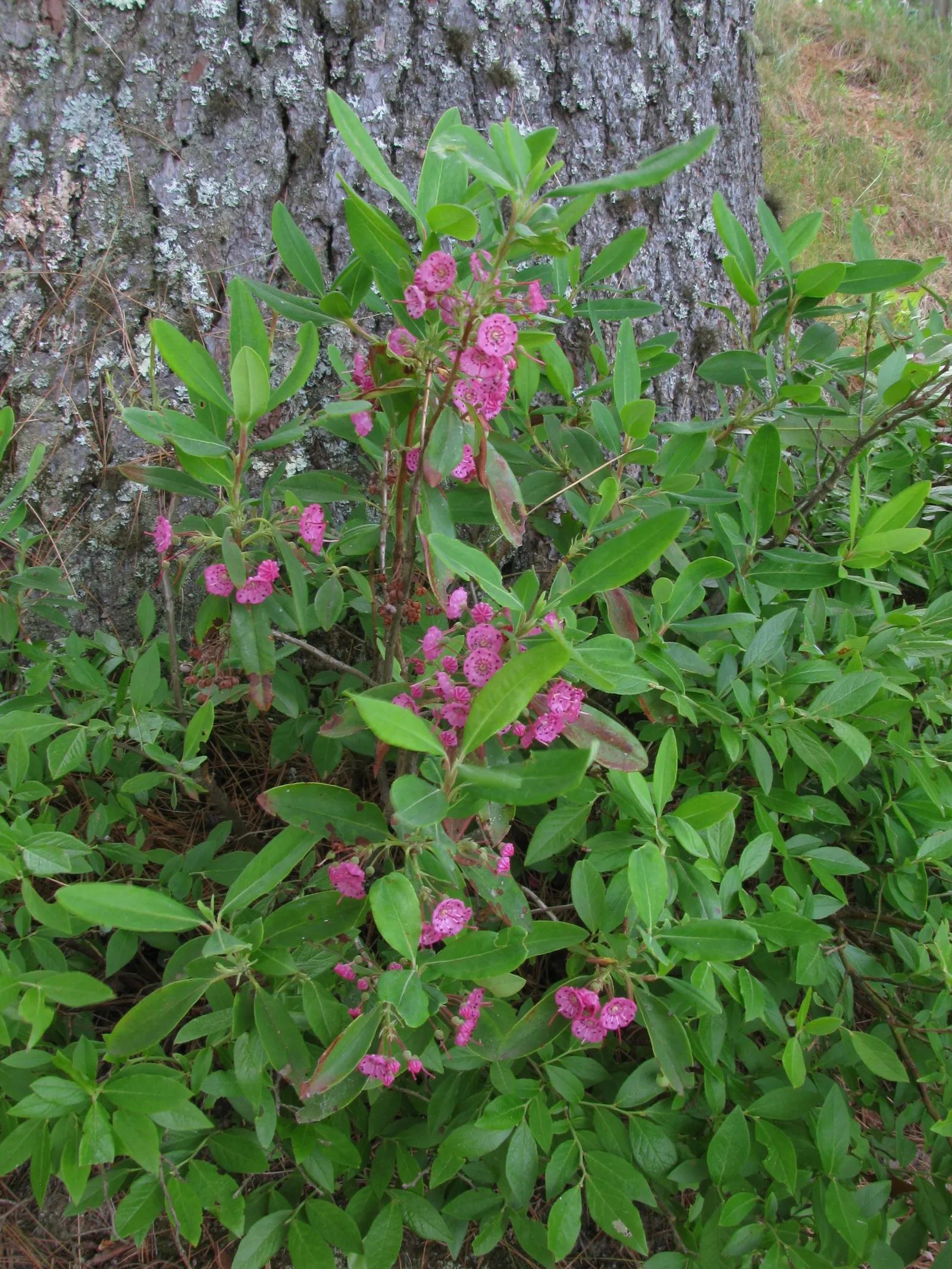 Sheep Laurel (Kalmia Angustifolia) — is an enchanting evergreen shrub native to North America