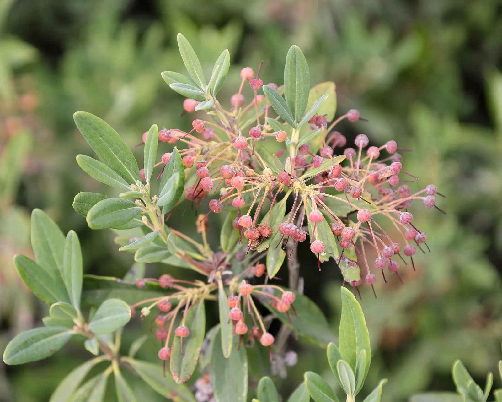 Sheep Laurel (Kalmia Angustifolia) — it's a perfect candidate for rock gardens or as a companion to rhododendrons and azaleas; purple and red flowers in the