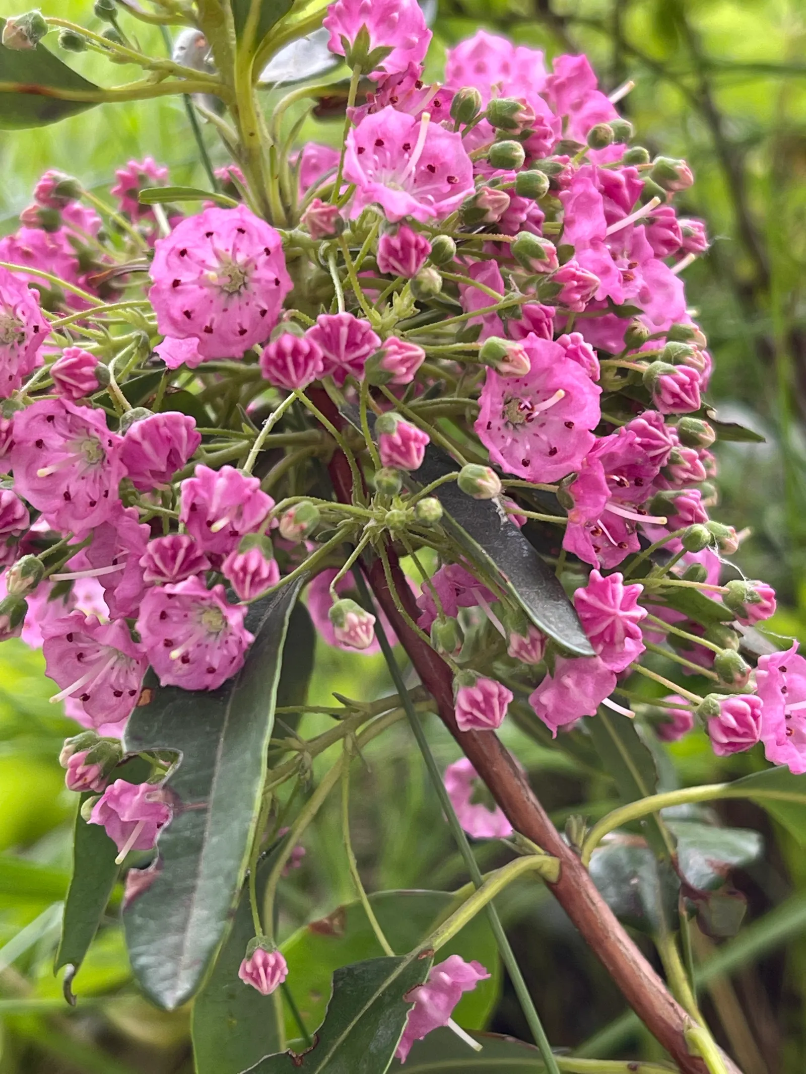 Sheep Laurel (Kalmia Angustifolia) — which measure up to 2 to 5 inches in length and boast a rich; so plan placement accordingly and inform clients of this