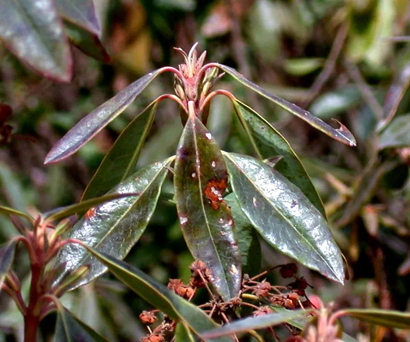 Sheep Laurel (Kalmia Angustifolia) — it is an ideal plant for small garden spaces or as part of a mixed border in larger designs; shrub with purple and red