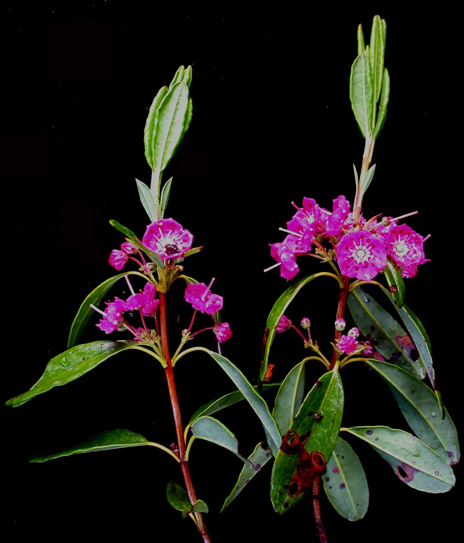 Sheep Laurel (Kalmia Angustifolia) — The plant thrives in acidic, well-drained soil and prefers partial shade; scientifically known as Kalmia, image 55