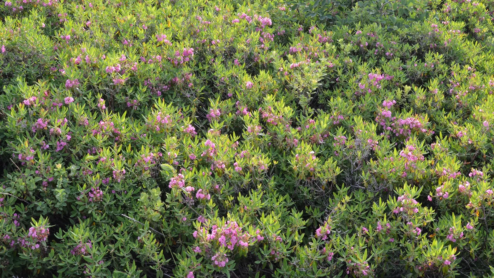 Sheep Laurel (Kalmia Angustifolia) — It reaches a mature height of 2-3 feet with a similar spread