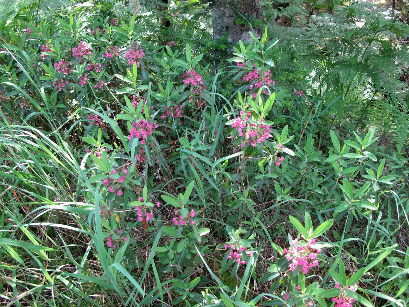 Sheep Laurel (Kalmia Angustifolia) — commonly known as Sheep Laurel