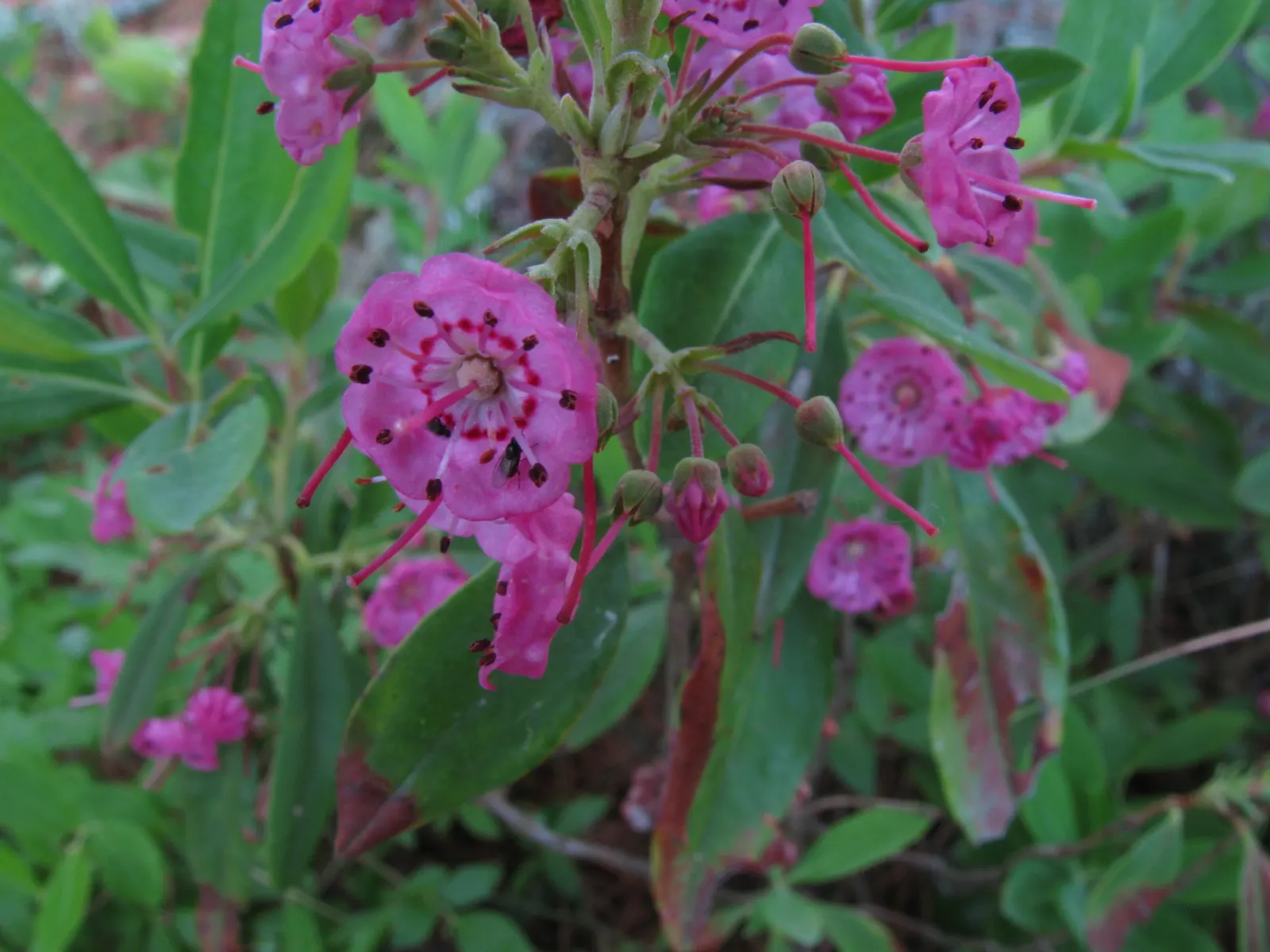 Sheep Laurel (Kalmia Angustifolia) — showing profound resilience in colder climates.<br><br>Distinctive for its narrow, image 63