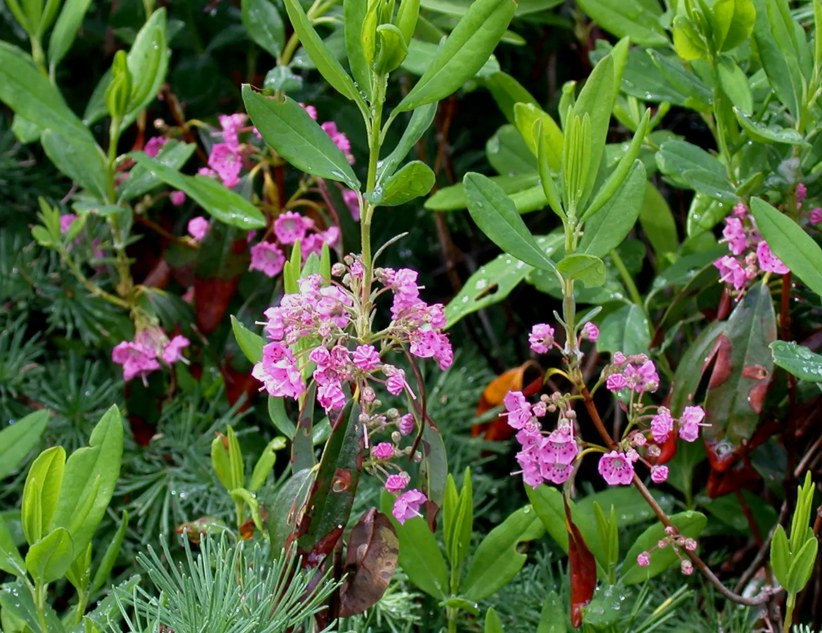 Sheep Laurel (Kalmia Angustifolia) — This hardy species thrives in USDA zones 4 through 9