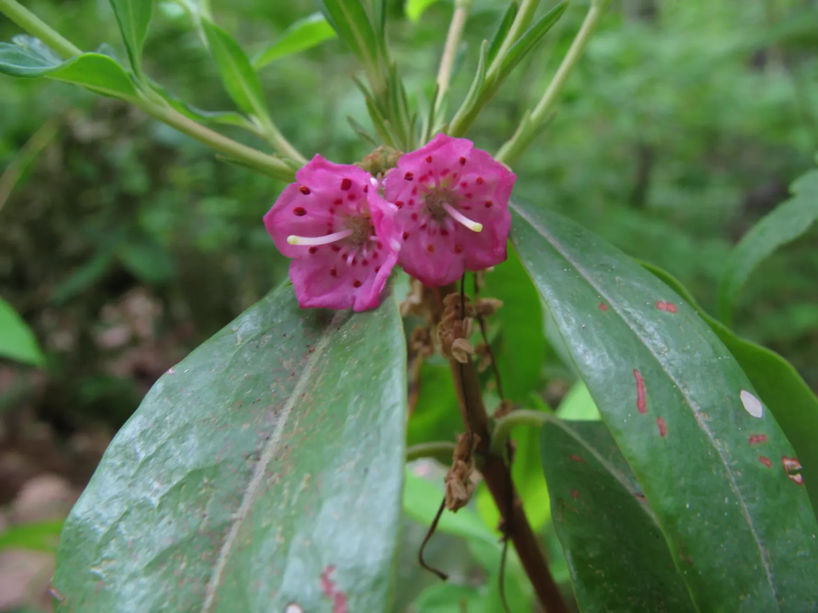 Sheep Laurel (Kalmia Angustifolia) — shrub for full or half; requiring minimal pruning solely to maintain desired shape or remove damaged growth