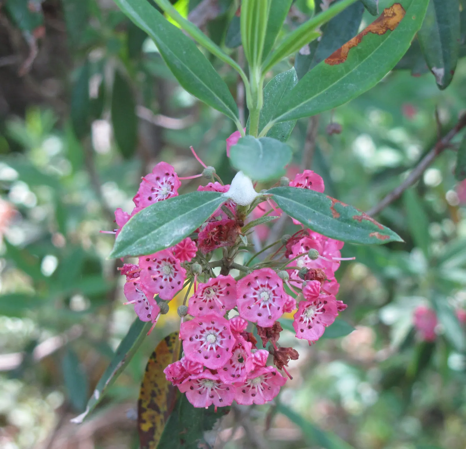 Sheep Laurel (Kalmia Angustifolia) — renowned for its stunning floral display and compact growth habit