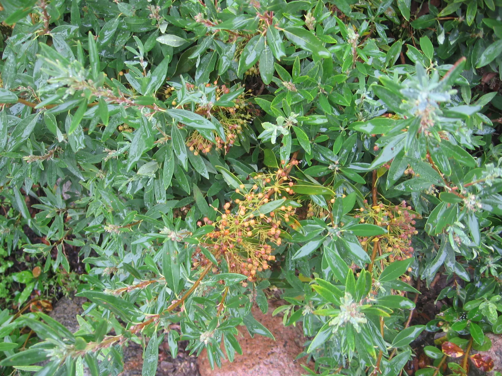 Sheep Laurel (Kalmia Angustifolia) — renowned for its stunning floral display and compact growth habit; generally achieving a mature height of 2 to, image 59
