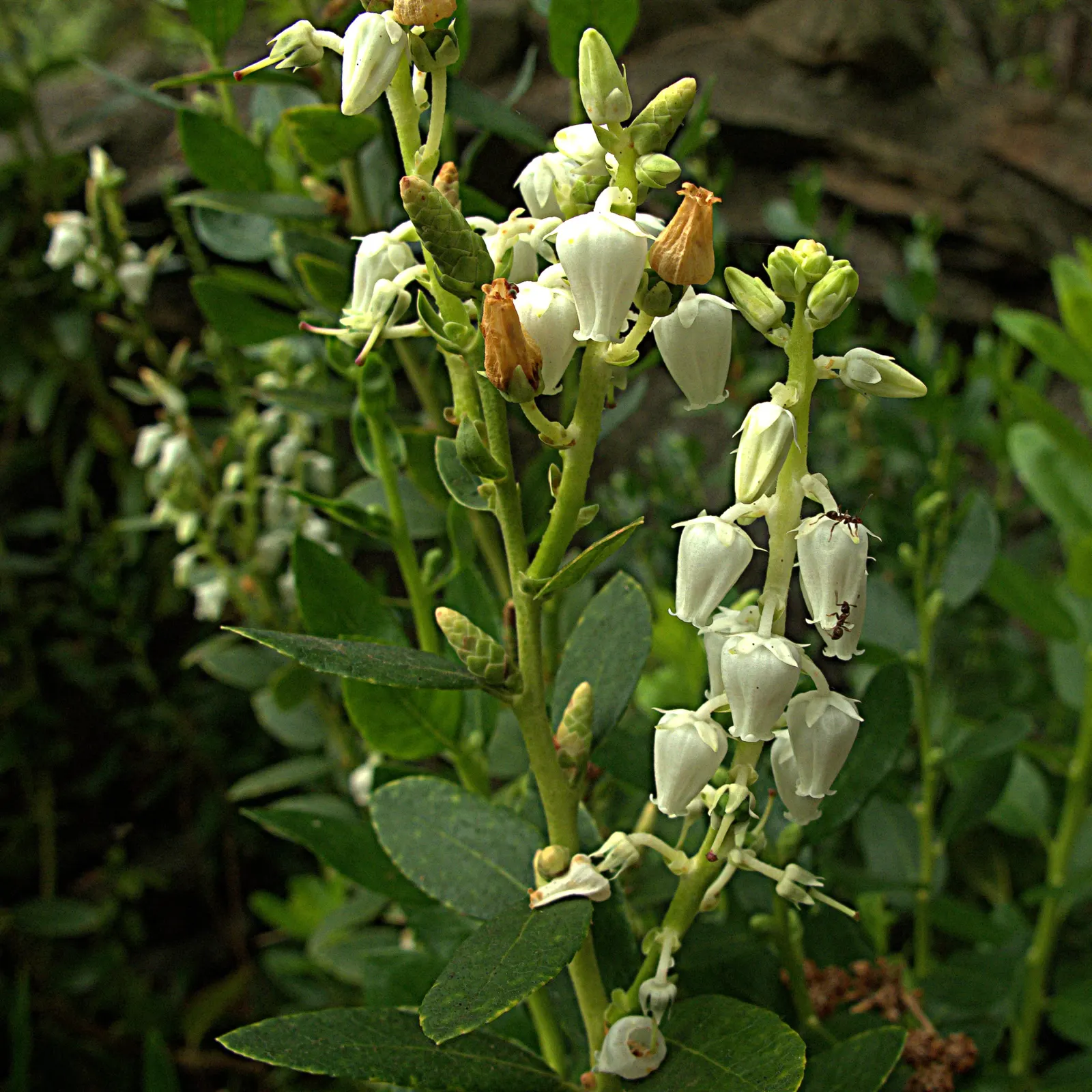 Sheep Laurel (Kalmia Angustifolia) — evergreen shrub native to North American bogs and pine barrens