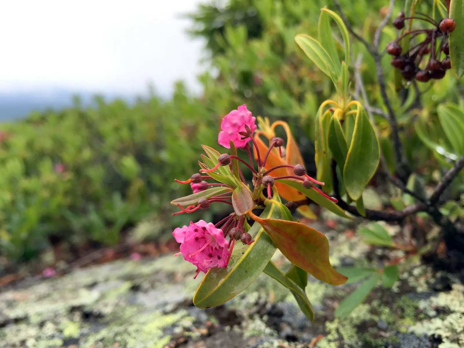 Sheep Laurel (Kalmia Angustifolia) — the Sheep Laurel creates a dense; evergreen shrub native to North American bogs and pine barrens, image 65