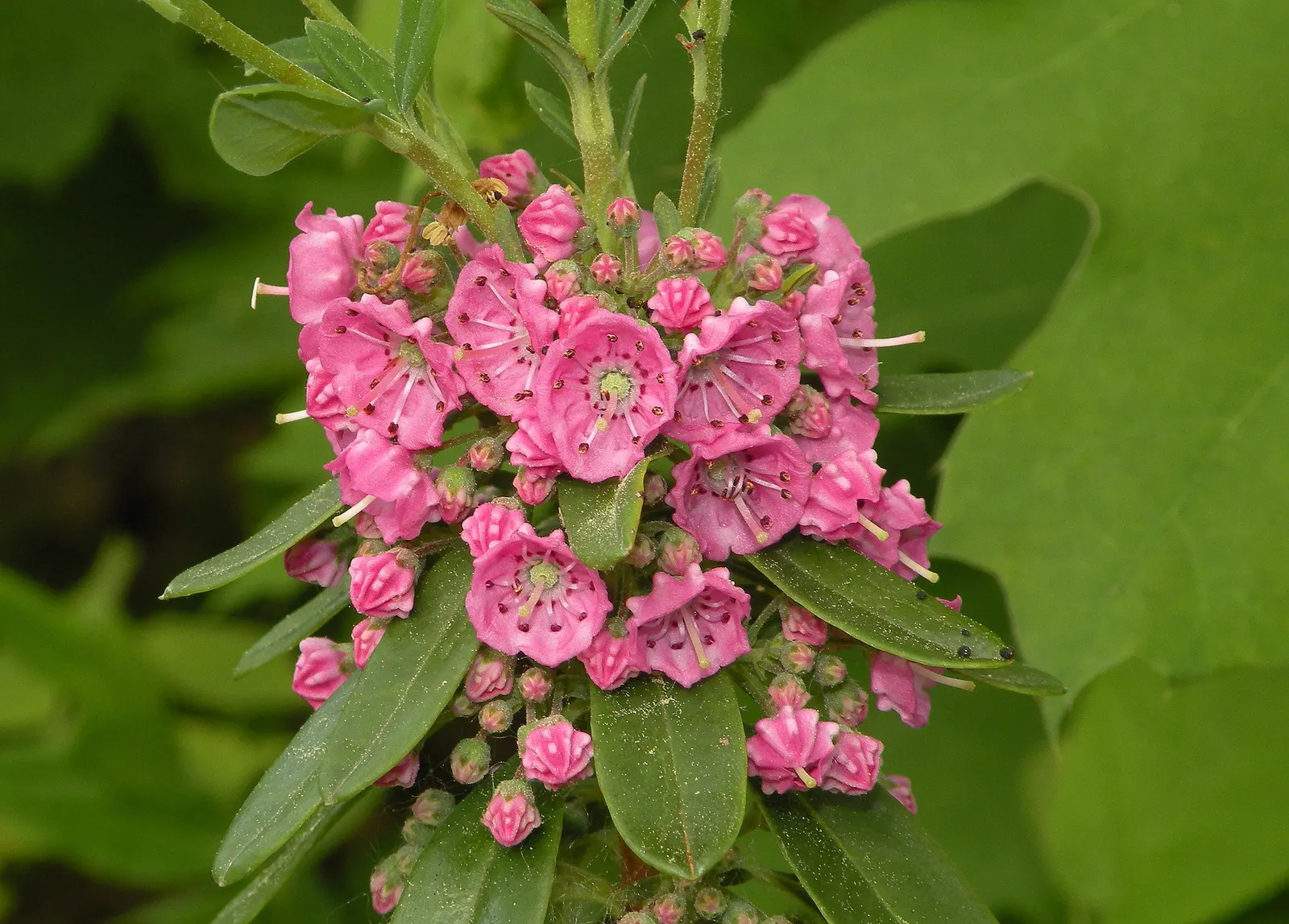 Sheep Laurel (Kalmia Angustifolia) — evergreen shrub native to North American bogs and pine barrens; it is an ideal plant for small garden spaces, image 52