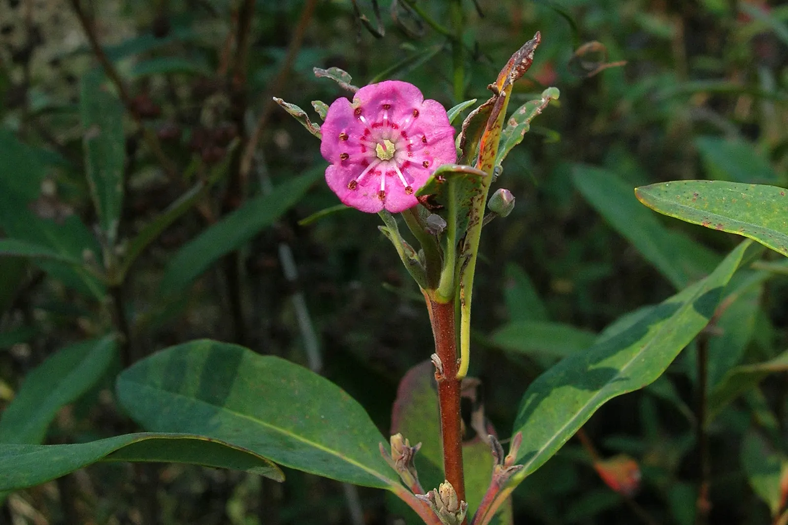 Sheep Laurel (Kalmia Angustifolia) — purple and red flowers in the garden; is an enchanting evergreen shrub native to North America
