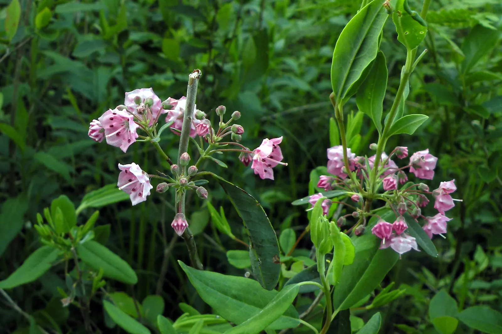 Sheep Laurel (Kalmia Angustifolia) — Generally achieving a mature height of 2 to 3 feet and a similar spread of 2 to 3 feet; come late spring to early summer