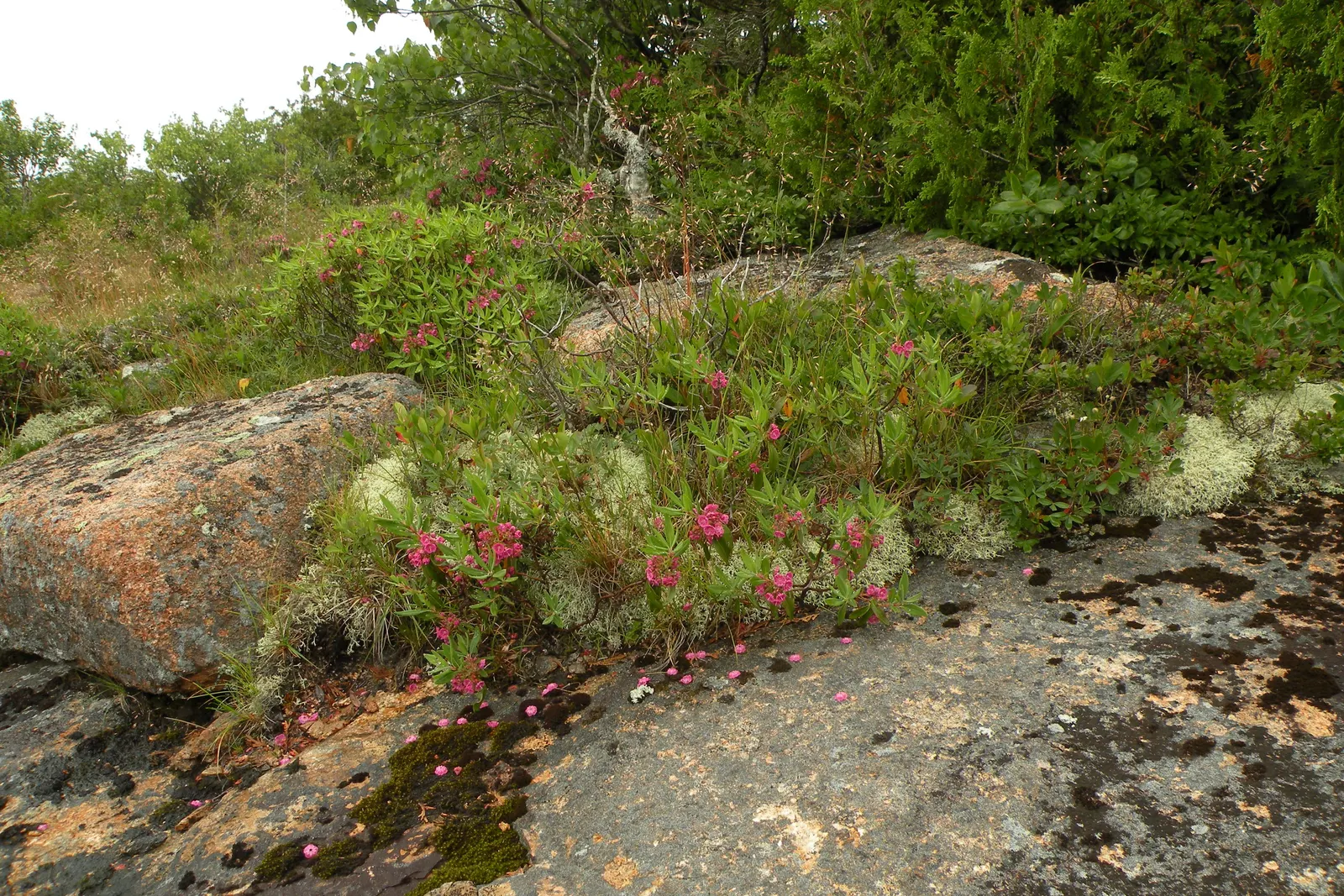 Sheep Laurel (Kalmia Angustifolia) — it is an ideal plant for small garden spaces or as part of a mixed border in larger designs